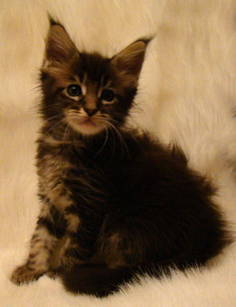     Catsvill County!   !    !       !!!    Catsvill County +7-926-544-74-09     .   ,   ,   ,    ,   ,  ,     ,   -,    ,   !